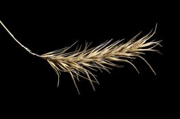 Canada Wildrye (Prairie Wildrye) - Native